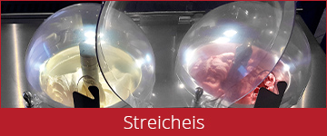 Streicheis